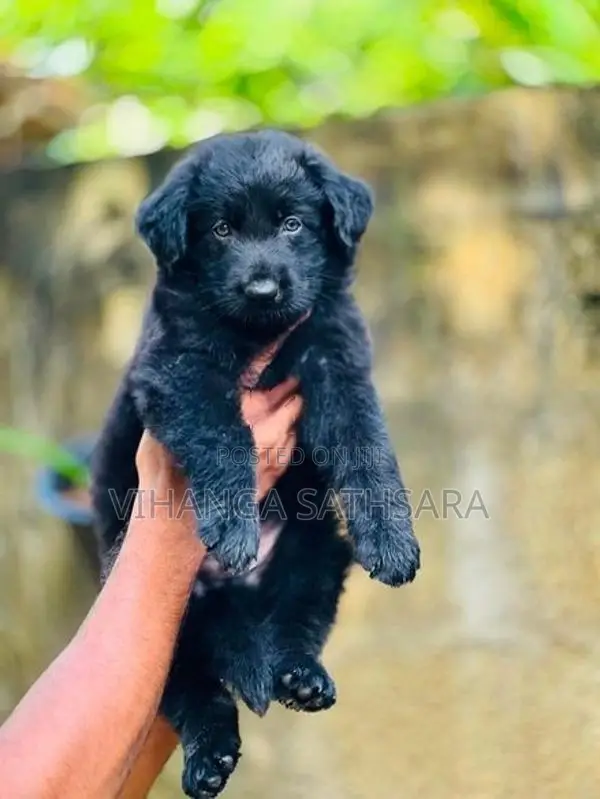 German Shepherd Puppy