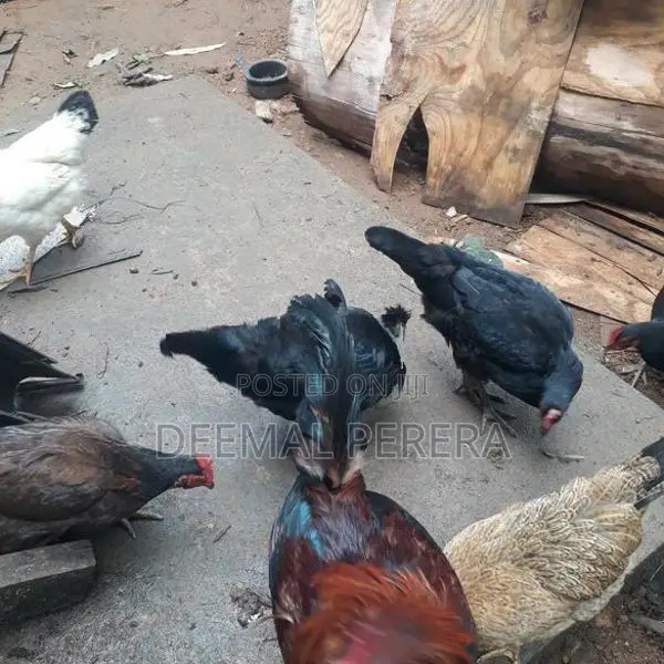 Hens and Roosters