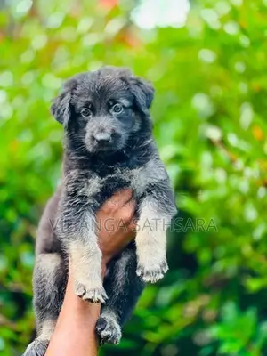 German Shepherd Puppy