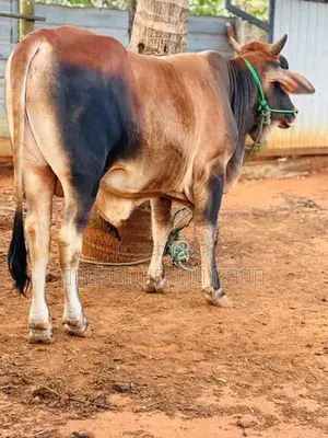 நாம்பன் மாடு