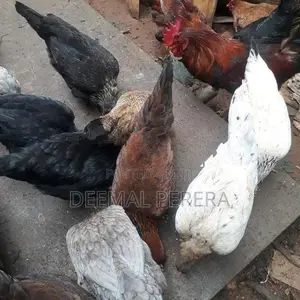 Hens and Roosters