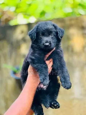 German Shepherd Puppy