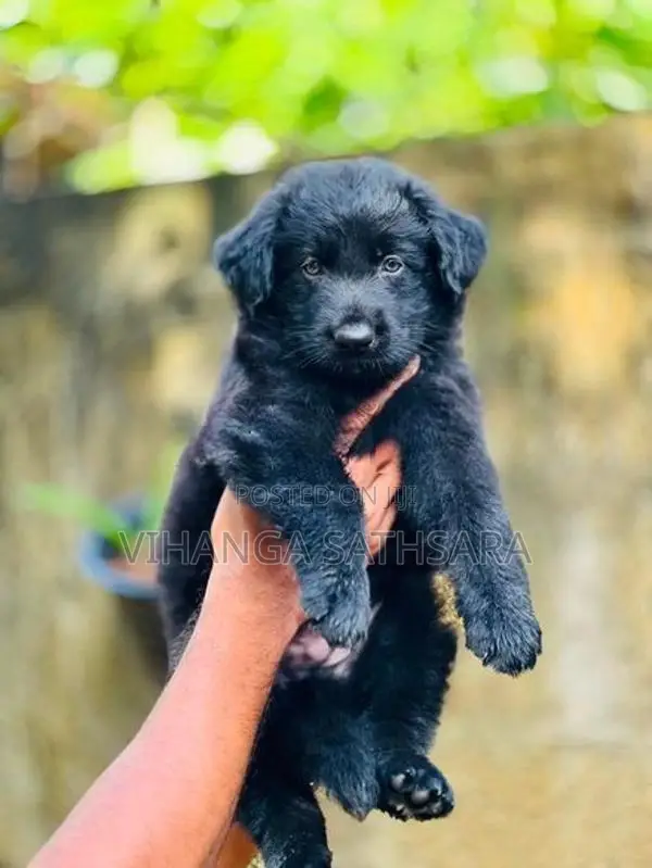 German Shepherd Puppy