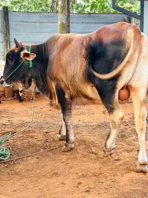 நாம்பன் மாடு