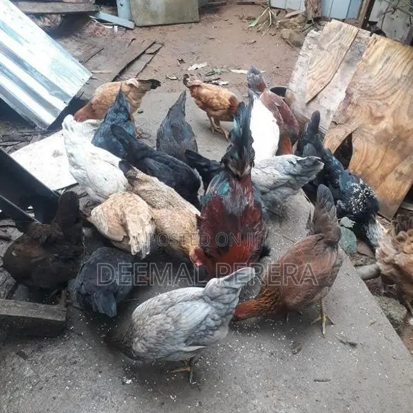 Hens and Roosters