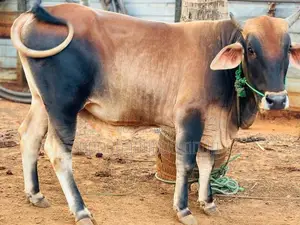 நாம்பன் மாடு