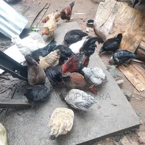 Hens and Roosters