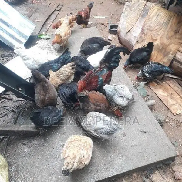 Hens and Roosters