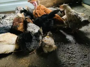 ගම් කිකිළි පැටවුන්