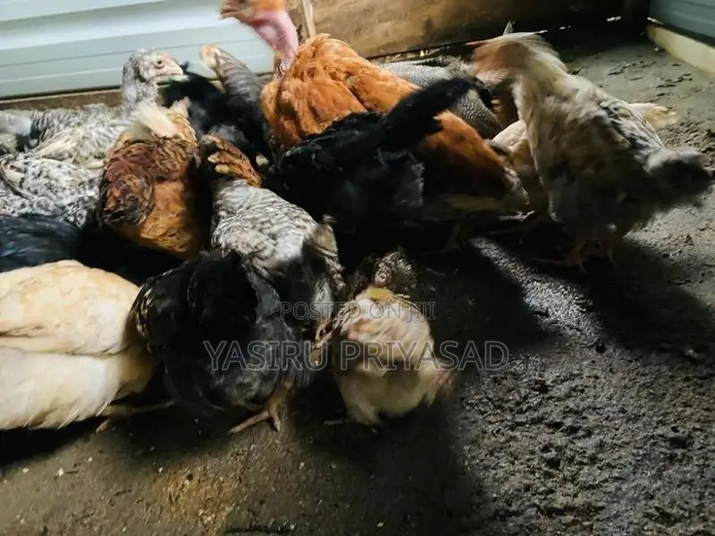 ගම් කිකිළි පැටවුන්