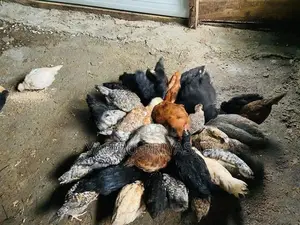 ගම් කිකිළි පැටවුන්