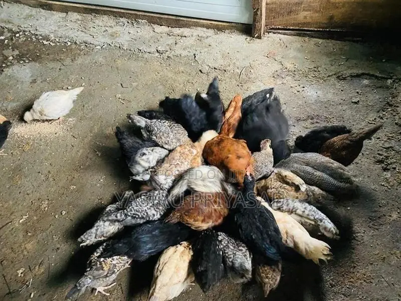 ගම් කිකිළි පැටවුන්