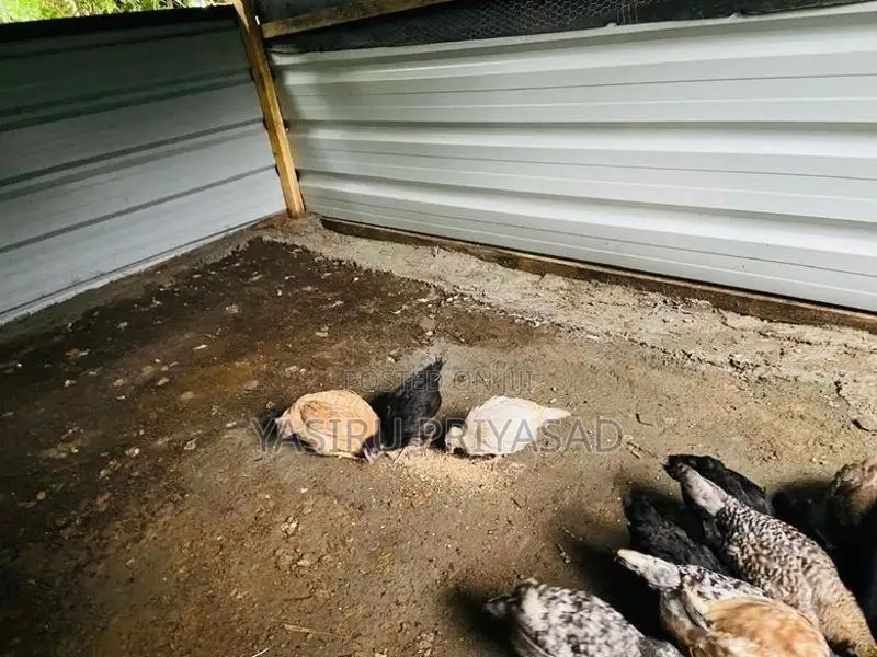 ගම් කිකිළි පැටවුන්