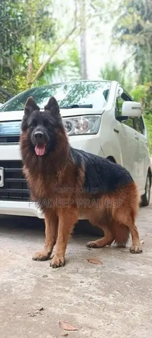 German Shepherd