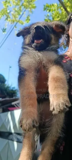 German Shepherd