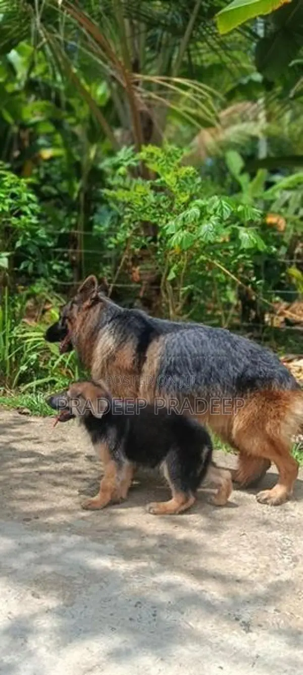 German Shepherd