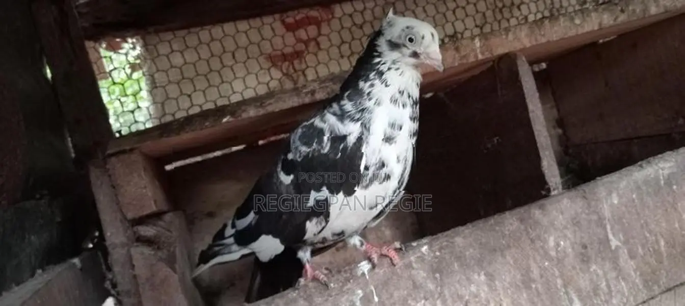 Pigeon