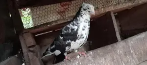 Pigeon