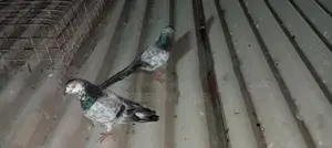 Pigeon
