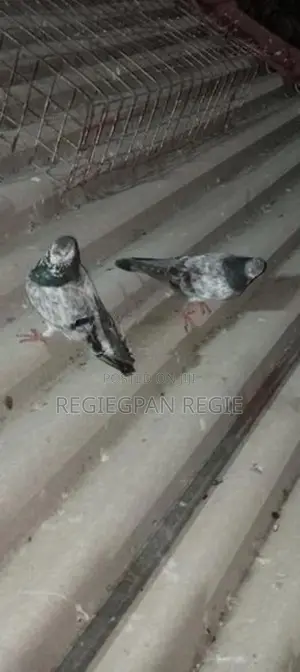 Pigeon