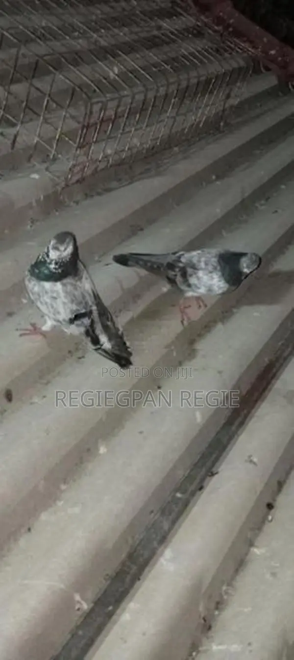 Pigeon