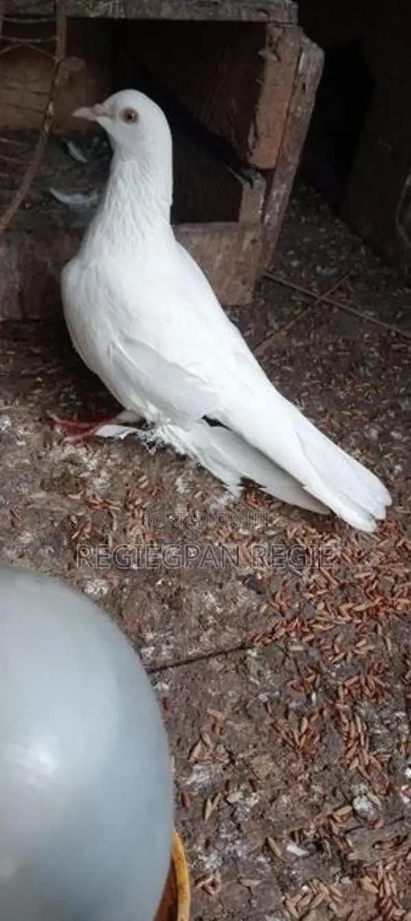 Pigeon