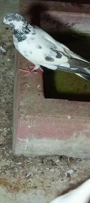 Pigeon