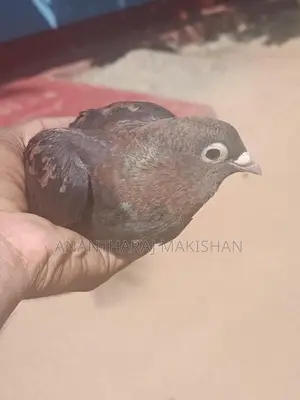 pigeon