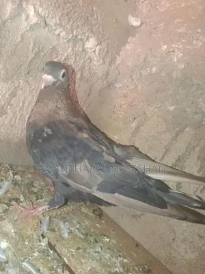 pigeon