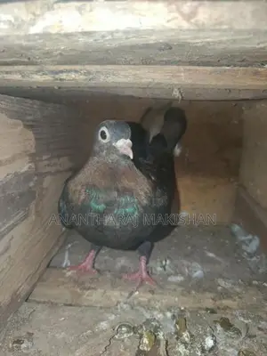 pigeon