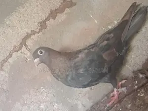 pigeon