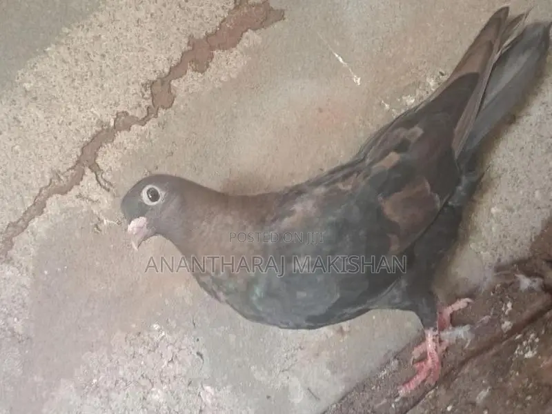 pigeon