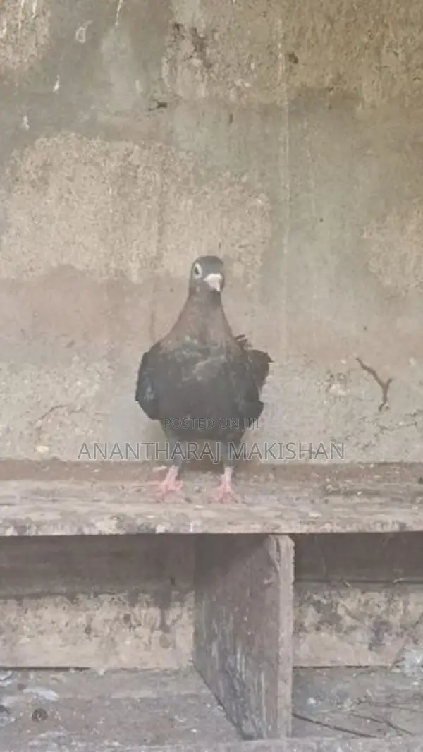 pigeon
