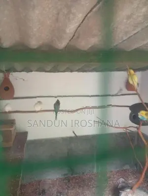 Love Birds
