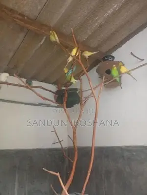 Love Birds