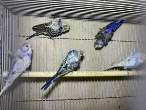 Helicopter Budgies