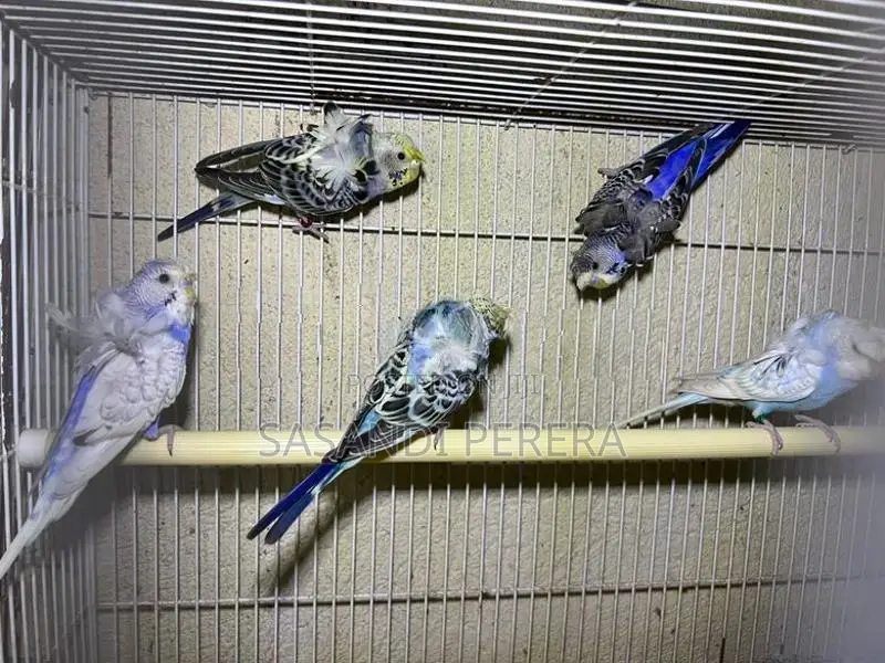 Helicopter Budgies