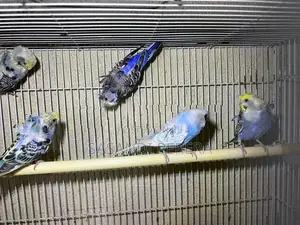Helicopter Budgies