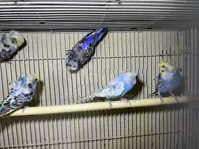 Helicopter Budgies