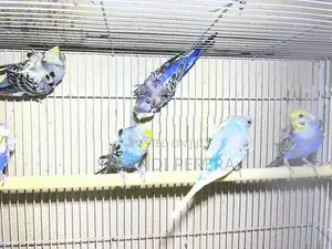 Helicopter Budgies