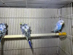 Helicopter Budgies