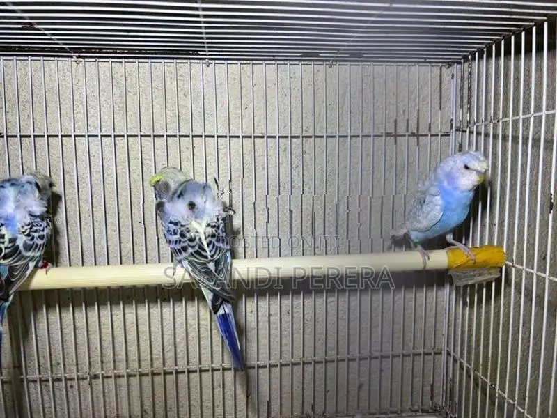Helicopter Budgies