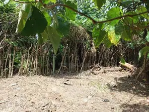 Land for Sale in Matara