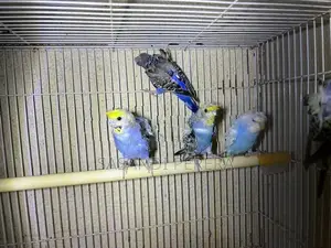 Helicopter Budgies