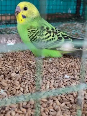 Love Birds