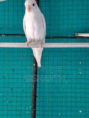 Love Birds