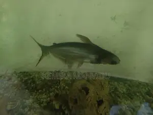 Catfish