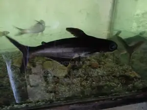 Catfish
