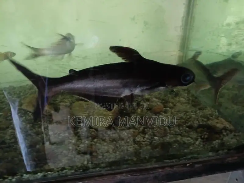Catfish
