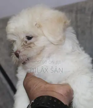 Shih Tzu Puppy